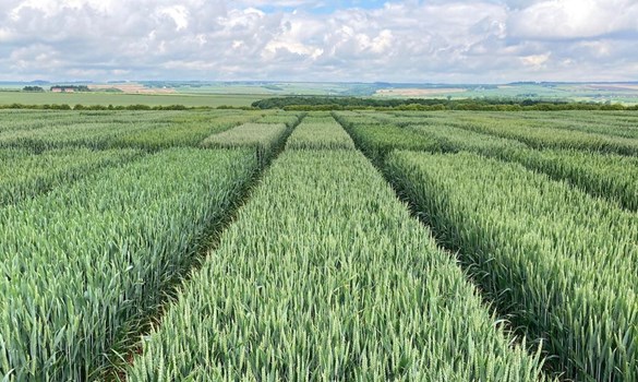 Winter wheat field on a sunny day.